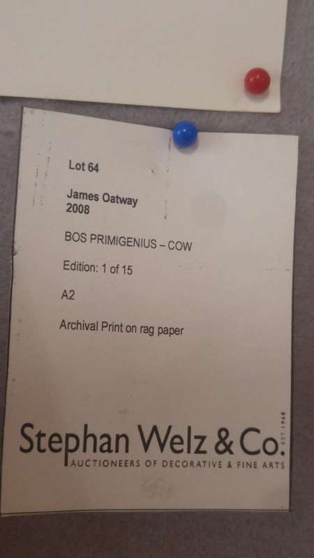 Signed James Oatway photograph "Bos Primigenius - Cow"