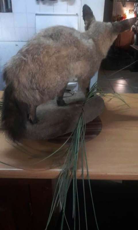 * bat eared fox stuffed / taxidermy / mount in good condition *