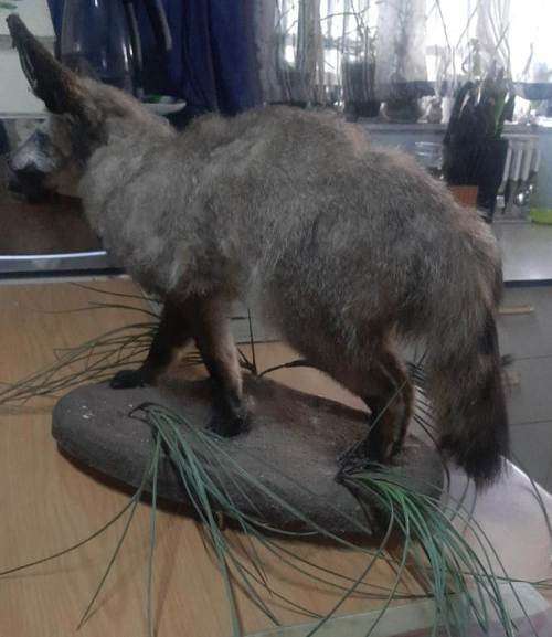 * bat eared fox stuffed / taxidermy / mount in good condition *