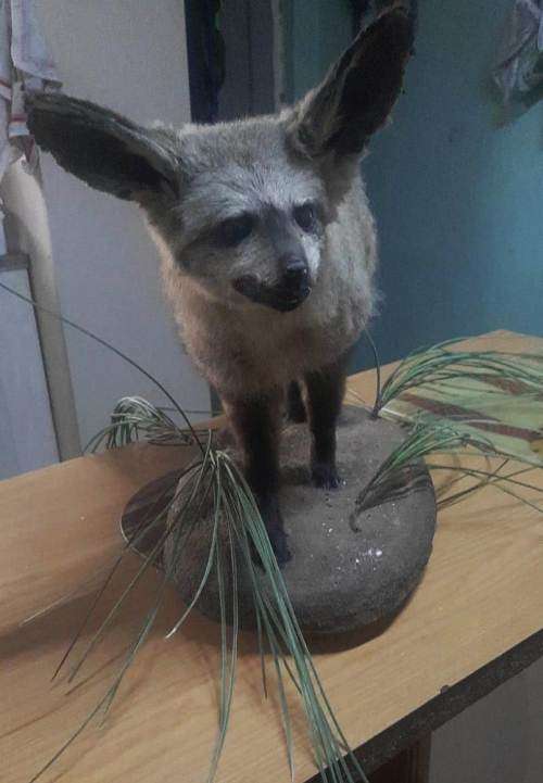 * bat eared fox stuffed / taxidermy / mount in good condition *