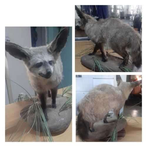 * bat eared fox stuffed / taxidermy / mount in good condition *