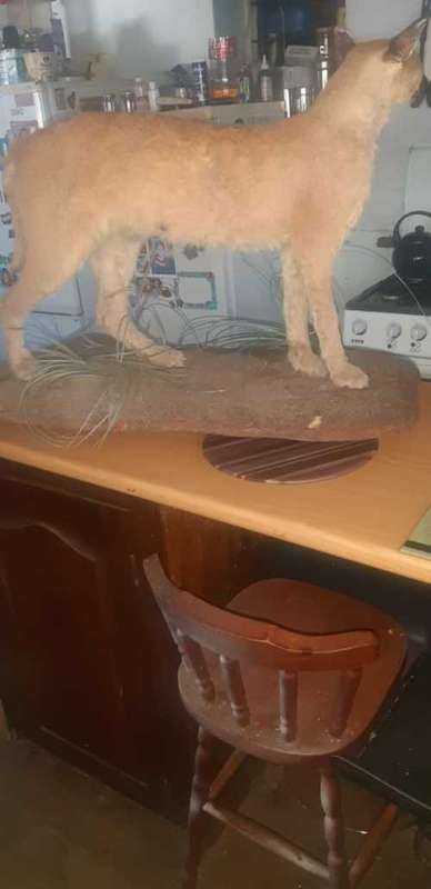 * lynx stuffed / taxidermy / mount in good condition *
