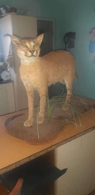 * lynx stuffed / taxidermy / mount in good condition *
