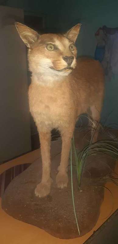 * lynx stuffed / taxidermy / mount in good condition *