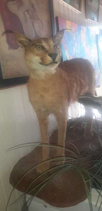 * lynx stuffed / taxidermy / mount in good condition *