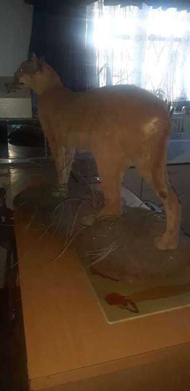 * lynx stuffed / taxidermy / mount in good condition *