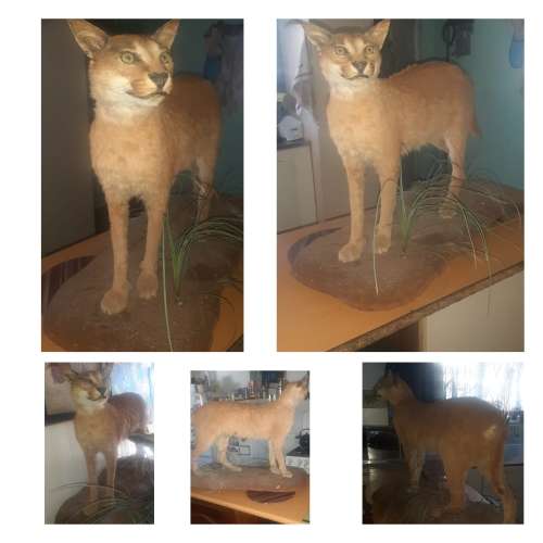 * lynx stuffed / taxidermy / mount in good condition *