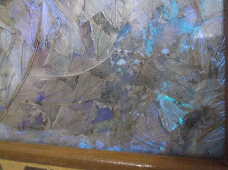 WOW !! A BREATHTAKINGLY BEAUTIFUL ART DECO TRAY ( WALL MOUNTED ) FILLED WITH GENUINE BUTTERFLY WINGS