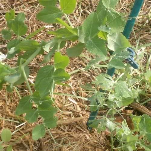 Pea 'Greenfeast'