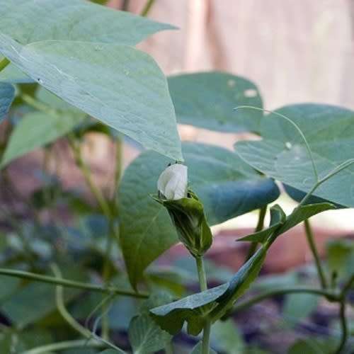 Greenfeast - Pisum Sativum 'Greenfeast' - Pea 'Greenfeast' Seeds