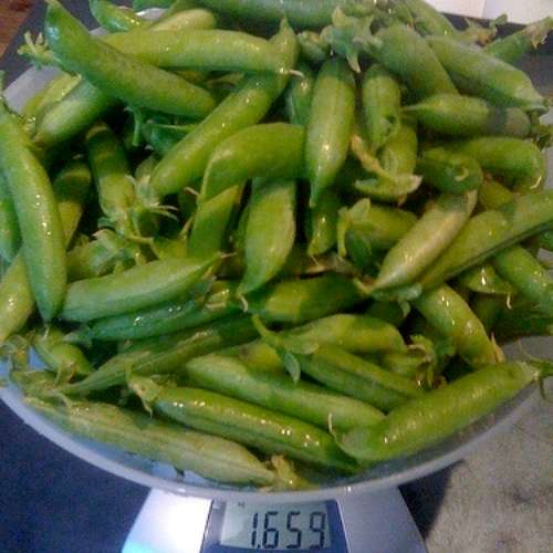 Greenfeast - Pisum Sativum 'Greenfeast' - Pea 'Greenfeast' Seeds