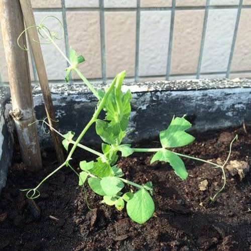 Pea 'Greenfeast'