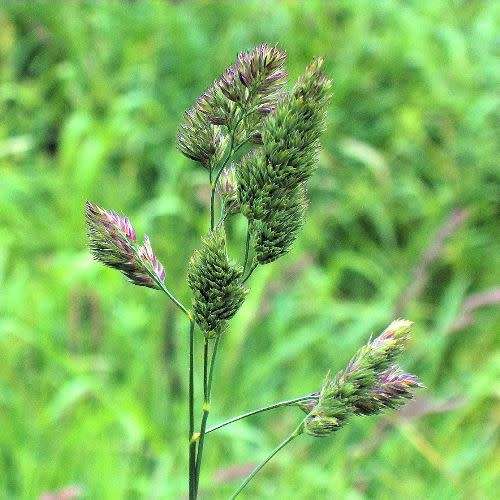 Cocksfoot Grass - Dactylis glomerata '' - Cocksfoot Grass Seeds