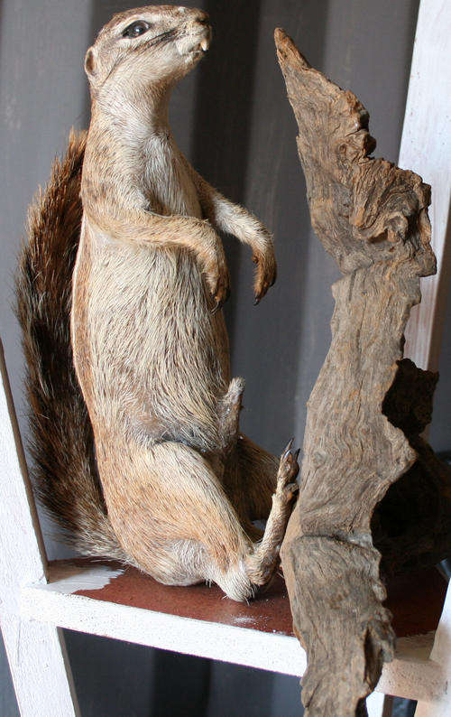 real enbalmed squirrel with a branch