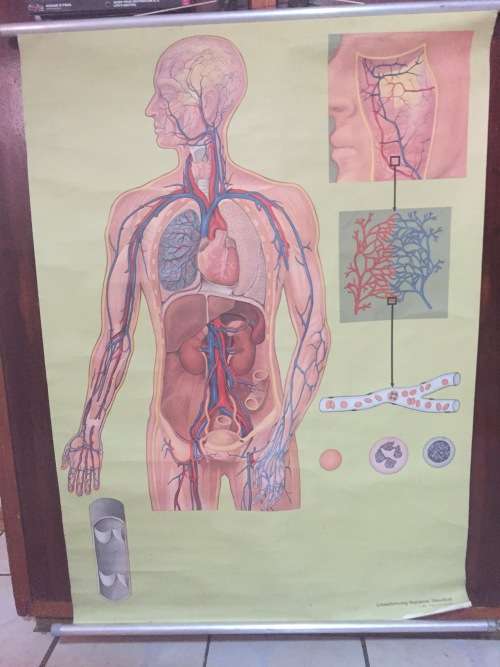 Rare Lehrmittelverlag Hagemann Anatomy Poster