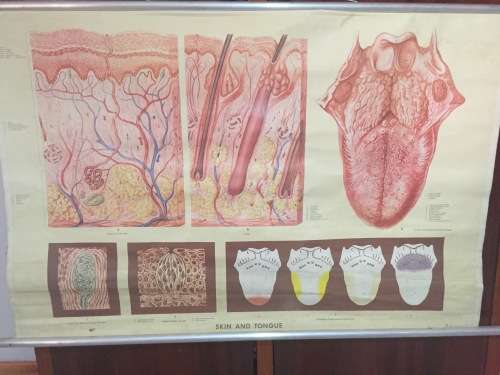 Rare Ernst Klett Verlag Anatomy Poster