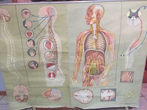 Rare Lehrmittelverlag Hagemann Anatomy Poster