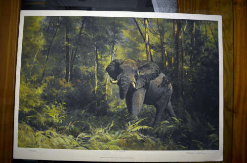 Elephant (Knysna Elephant) print by Dino Paravano  Limited edition numbered and signed colour litho