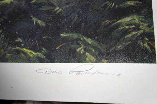 Elephant (Knysna Elephant) print by Dino Paravano  Limited edition numbered and signed colour litho