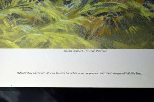Elephant (Knysna Elephant) print by Dino Paravano  Limited edition numbered and signed colour litho