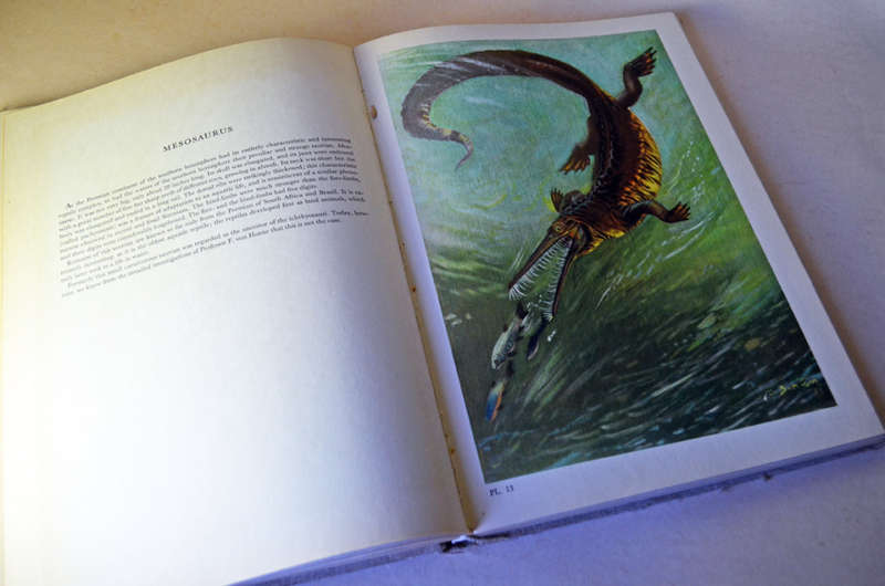 Prehistoric large hardcover rare books: Prehistoric Animals and Prehistoric Man by Josef Augusta.