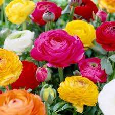 SUPER SIZE **Ranunculus bulbs** BIGGER IS BETTER !!