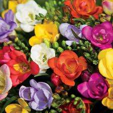 FREESIA BULBS -  PLANT NOW!!!