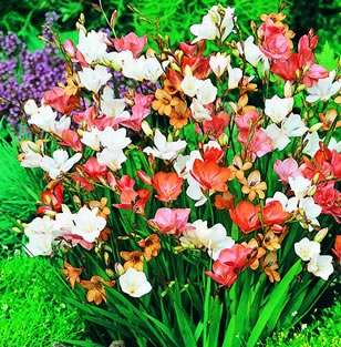 TRITONIA  BULBS -  PLANT NOW!!! - NOT SEEDS !
