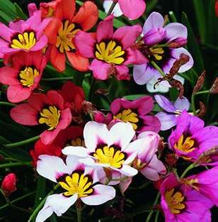 SPARAXIS  BULBS -  PLANT NOW!!! - NOT SEEDS !