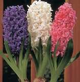 HYACINTH  BULBS BLUE & WHITE -  PLANT NOW!!! - NOT SEEDS !