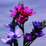 BABIANA FLOWER BULBS - NOT SEED!!!
