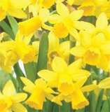 ***DAFFODIL BULBS - TETE-A-TETE VARIETY***