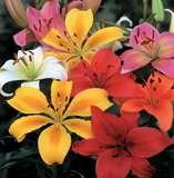 ****ASIATIC LILIES - ASSORTED  ****