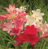 ***AMARYLLIS BELLADONNA BULBS - NOT SEED !!***