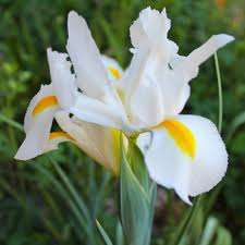 ***  DUTCH  IRIS BULBS - WHITE v VLIET ***
