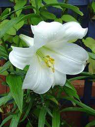 LILIUM LONGIFLORUM BULBS !!! - SNOW QUEEN