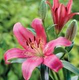 ***LILIUM ASIFLORUM BULBS - PINK***