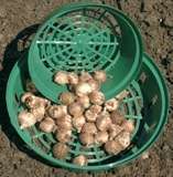 ***  BULB PLANTING TRAYS - 22CM  ***