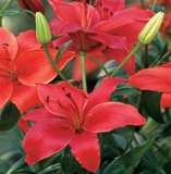 ***LILIUM ASIATIC BULBS - ORANGE RED***