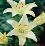 ***LILIUM ASIFLORUM BULBS - CREAM***