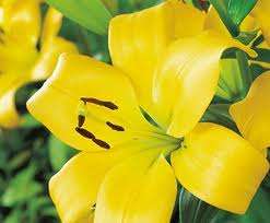 ***LILIUM ASIATIC BULBS - YELLOW***