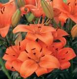 ***LILIUM ASIATIC BULBS - ORANGE***