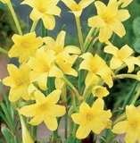 ***CHLIDANTHUS FRAGRANS BULBS - PERUVIAN DAFFODIL!- PACK OF 7***