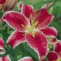 ***STARGAZER LILY - PINK- BULBS  ***