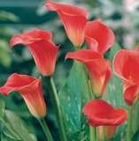***AWESOME ARUMS - RED SOX !***