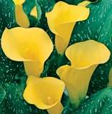 ***AWESOME ARUMS - PENTLANDII -  PACK OF 5 !***
