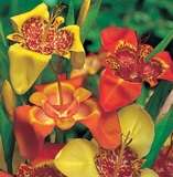 ***TIGRIDIA BULBS - ONE DAY LILY- PACK OF 15  ****
