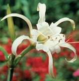 ***   SPIDER LILY BULBS - PACK OF 5 ! ***