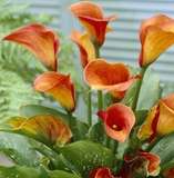 ***AWESOME ARUMS - TREASURE ! ***