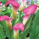 ***AWESOME ARUMS - RUBY LITE ROSE ! ***